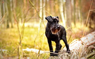 Giant Schnauzer, 4k, dogs, cute animals, forest, pets, black dog, Giant Schnauzer Dog
