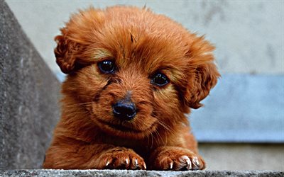 Norfolk Terrier, 4k, valp, rolig hund, nospartiet, husdjur, hundar, Norfolk Terrier Hund