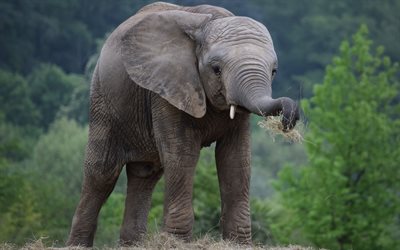 o pequeno elefante, a vida selvagem, &#193;frica, elefantes, floresta, savana