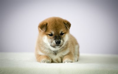 Shiba Inu, filhote de cachorro, 4k, cachorros, animais de estima&#231;&#227;o, c&#227;o bonito, Shiba Inu Dog