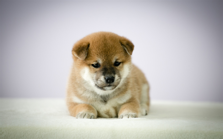 Shiba Inu, cucciolo, 4k, cani, animali domestici, cane carino, Cane