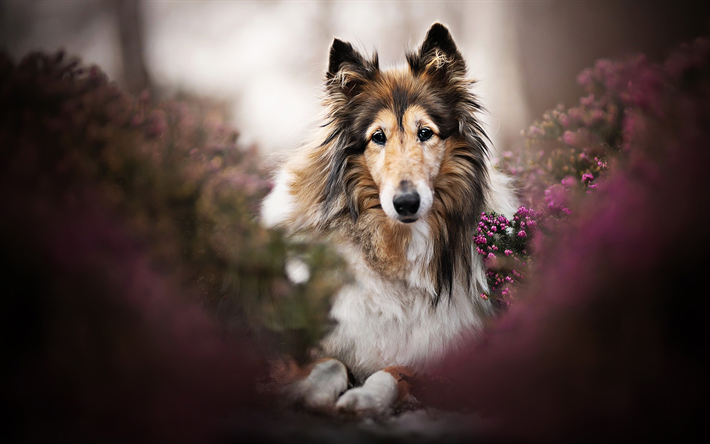 Rough Collie, dogs, pets, dog in forest, bokeh, cute animals, Rough Collie Dog