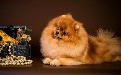Pomeranian, brown fluffy dog, pomeranian, pets, cute animals, dogs