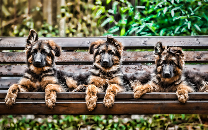 German Shepherd puppies, family, bokeh, pets, HDR, Small German Shepherd, cute animals, dogs, German Shepherd Dog
