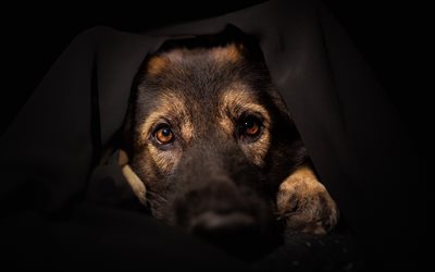 German Shepherd, puppy, dog under the covers, cute animals, dogs