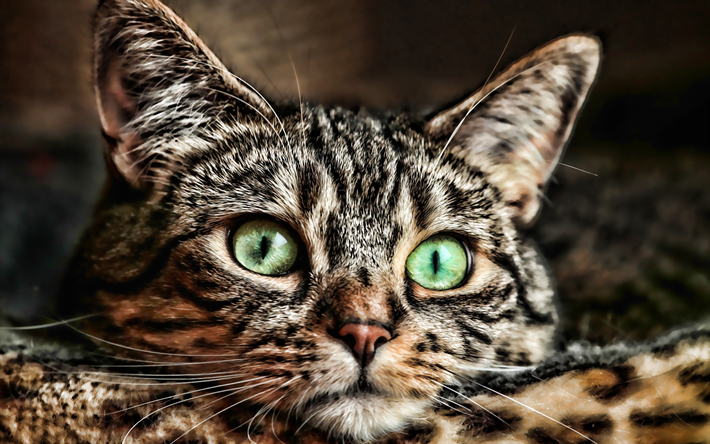 American Bobtail, muzzle, HDR, pets, cat with green eyes, close-up, bokeh, domestic cat, cats, American Bobtail Cat, cute animals
