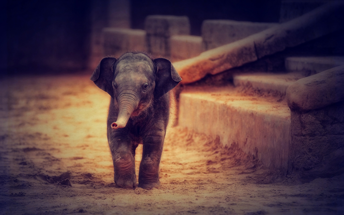 o pequeno elefante, zoopark, a vida selvagem, elefante, animais fofos, Elephantidae, elefantes