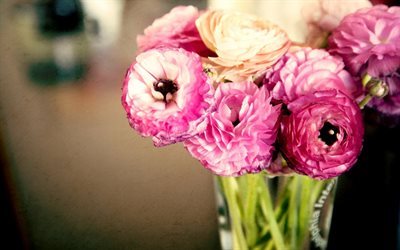 buttercups, 花束, ピンクの花, 芽, ranunculus