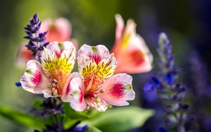 Alstroemeria, kauniita kukkia, vaaleanpunainen kukka, luonnonkasvit