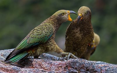 マウナケア, 緑parrot, 波parrots, 美しい緑の鳥, parrots, ネストルnotabilis, ニュージーランド