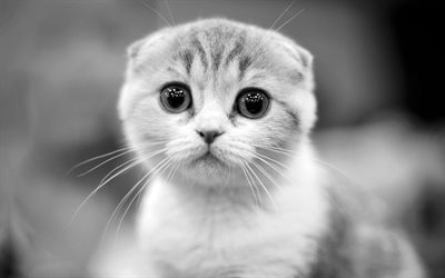Scottish Fold Cat, monochrome, muzzle, pets, cats, cute animals, domestic cat, Scottish Fold
