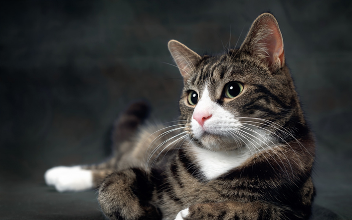 gato cinzento, American shorthair gato, animais de estima&#231;&#227;o, gatos, animais fofos