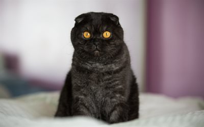 Black Scottish Fold, muzzle, pets, cats, black cat, cute animals, domestic cat, Scottish Fold Cat