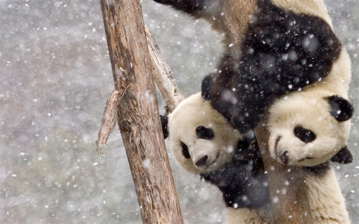 los pandas, invierno, animales lindos, peque&#241;o panda, zoo, Ailuropoda