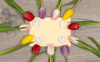 colored tulips, spring, a template for a postcard, a sheet of paper, spring flowers, tulips