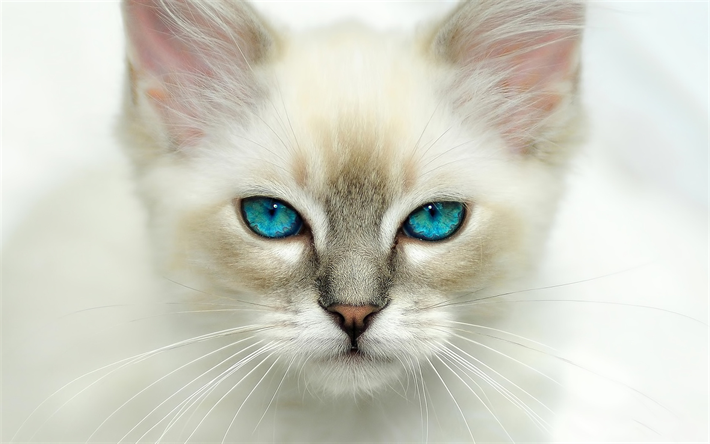 Americanos de Pelo corto, gato blanco, hocico, ojos azules, mascotas, gatos, Gato de Pelo corto Americano