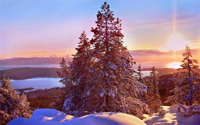 Kanada, G&#252;n batımı, orman, kış, snowdrifts, Kuzey Amerika