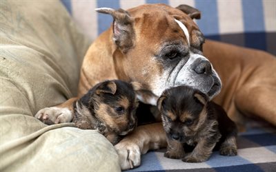 American bulldog, puppies, cute little dogs, pets, dog breeds