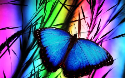 butterfly, art, grass, close-up, blue butterfly, rainbow