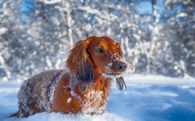 ダックスフン, 冬, 犬, ペット, 茶色のダックスフン, snowdrifts, かわいい動物たち, 犬ダックスフン