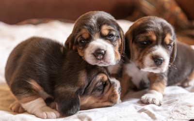 beagle, little dogs, little puppies, cute animals, dog breeds, beagle puppies
