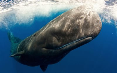 cachalot, fauna selvatica, mondo sottomarino oceano, balena, Physeter macrocephalus, balene