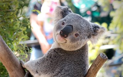 Koala, de l&#39;Australie, des marsupiaux, des animaux mignons, zoo, Phascolarctos cinereus