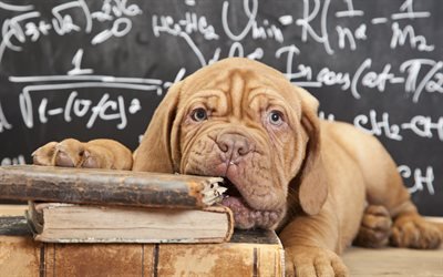 Franc&#234;s mastiff, 4k, filhote de cachorro, animais fofos, livros, animais de estima&#231;&#227;o, Dogue de Bordeaux, cachorros, Bordeaux mastiff