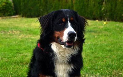 Sennenhund, Swiss mountain dog, Swiss cattle dog, big dog, pets, Swiss Alps