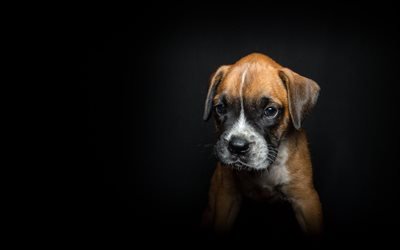 Boxer dog, small puppy, cute animals, pets, small brown dog, short-haired breed of dog