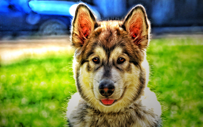 malamute, 小さな子犬, 肖像, 小型犬, Alaskan Malamute