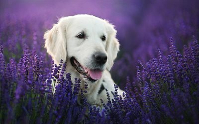 Golden Retriever, lavender, labradors, dogs, pets, cute dogs, Golden Retriever Dog
