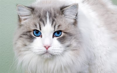 Ragdoll, fluffy white cat, blue eyes, domestic cats, cute animals, breed of fluffy cats