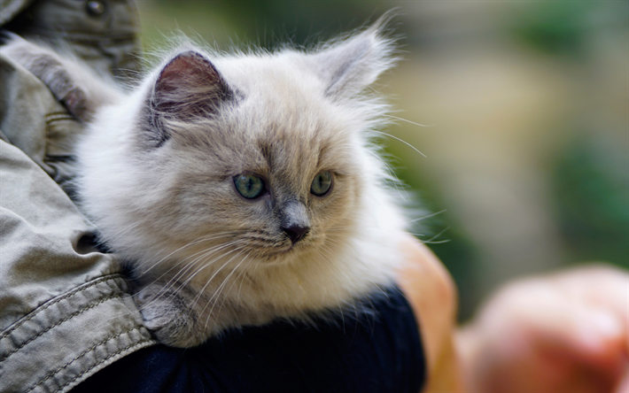 小さなグレーの子猫, 灰色眼, 猫の手, かわいい動物たち, 国内猫