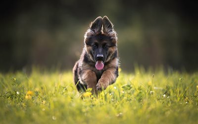 German Shepherd, running dog, lawn, dogs, puppy, cute animals, pets, German Shepherd Dog