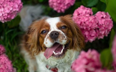 Cavalier King Charles Spaniel, muzzle, pets, dogs, cute animals, Cavalier King Charles Spaniel Dog
