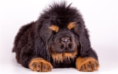 チベットMastiff, 大きなチベットの犬, 4k, 小さな子犬, かわいい動物たち, 黒子犬, 小型犬