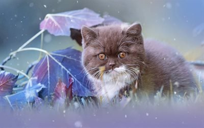 Persian Cat, cub, fluffy cat, pets, kitten, domestic cats, brown persian kitten, Persian, cats