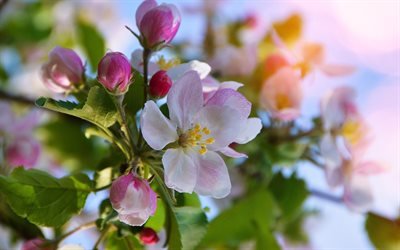 زهر التفاح, الربيع, أبل, قرب, شجرة فاكهة