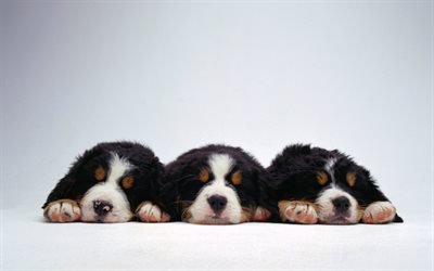 Berner Sennenhund, dormir perros, cachorros, mascotas, sennenhund, perros, animales lindos, Perro de Monta&#241;a Bern&#233;s, Berner Sennenhund Perro