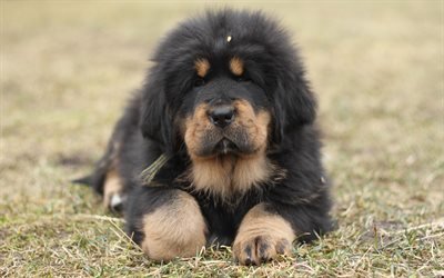 Tibetan Mastiff, 4к, small dog, black puppy, green grass, puppy on the grass, pets, mountains