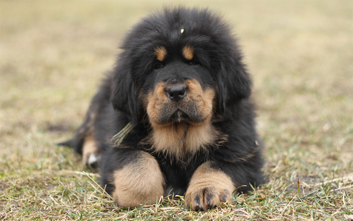 Mastino tibetano, 4к, piccolo cane, cucciolo nero, verde, erba, cucciolo, animali, montagne