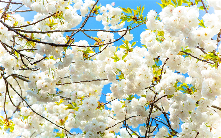 apple blossom, spring, blue sky, cherry blossom, spring bloom