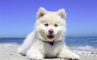 Samoyed, 4k, filhote de cachorro, peludo c&#227;o, animais fofos, c&#227;o branco, cachorros, animais de estima&#231;&#227;o, Samoyed C&#227;o