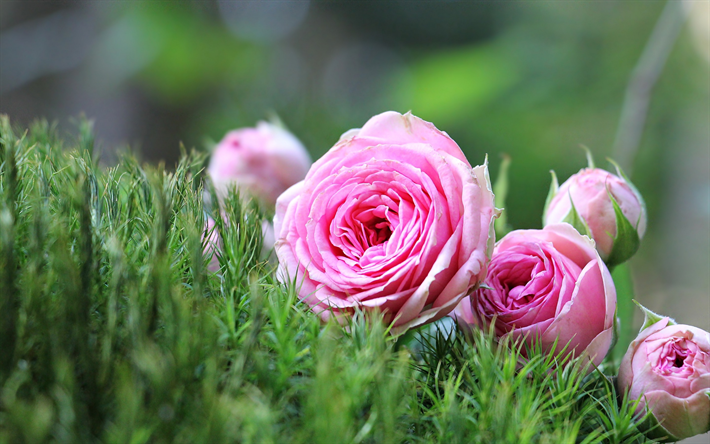 rosas cor-de-rosa, grama verde, belas flores cor de rosa, rosas, primavera, floral de fundo