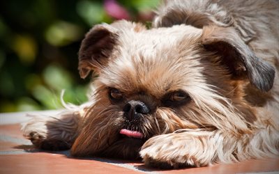 Brussels Griffon, 4k, dogs, close-up, funny dog, pets, Brussels Griffon Dog