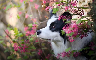 Border Collie Dog, spring, close-up, puppy, pets, cute animals, black white border collie, dogs, Border Collie