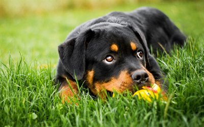 Rottweiler, small black puppy, pets, cute animals, small dog, green grass