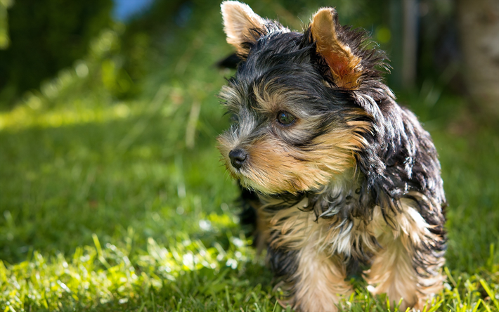ヨークシャー-テリア, 緑の芝生, Yorkie, 近, かわいい犬, かわいい動物たち, ペット, 犬, ヨークシャー-テリア犬