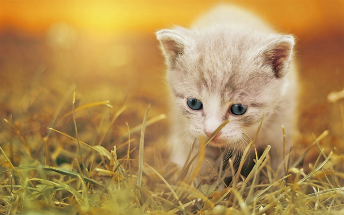 piccolo gattino birichino, British gatto pelo corto, carino animali, gatti, erba, gatto